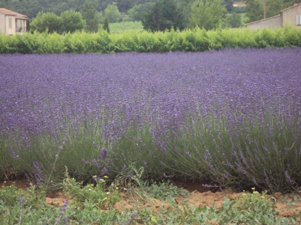 Lavender Love 2.jpg